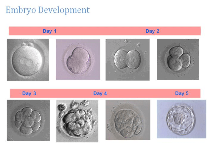 embryo-development